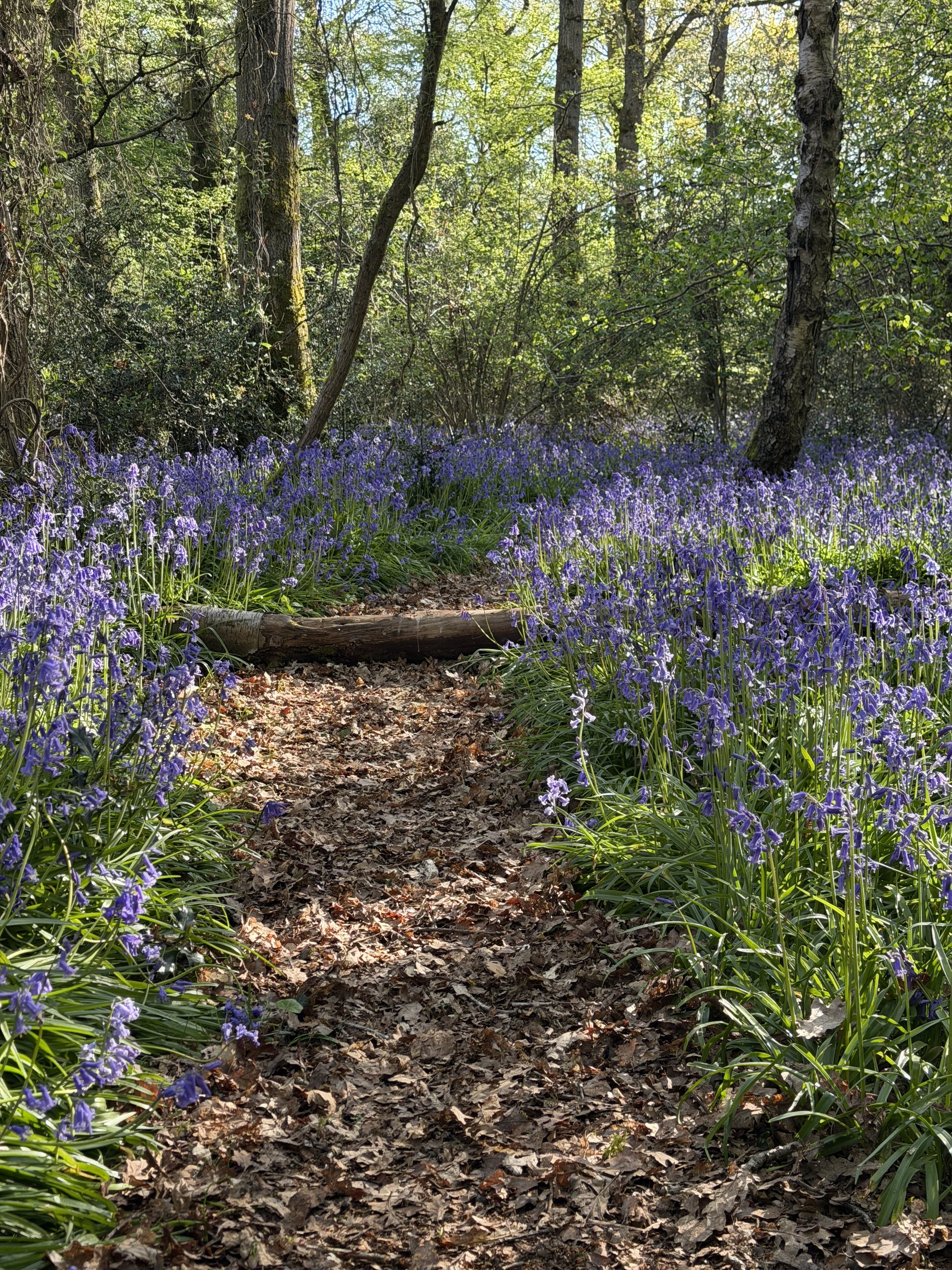 A forest scene with a dirt trail covered in fallen leaves, surrounded by purple flowers and tall trees with sunlight streaming through the leaves.