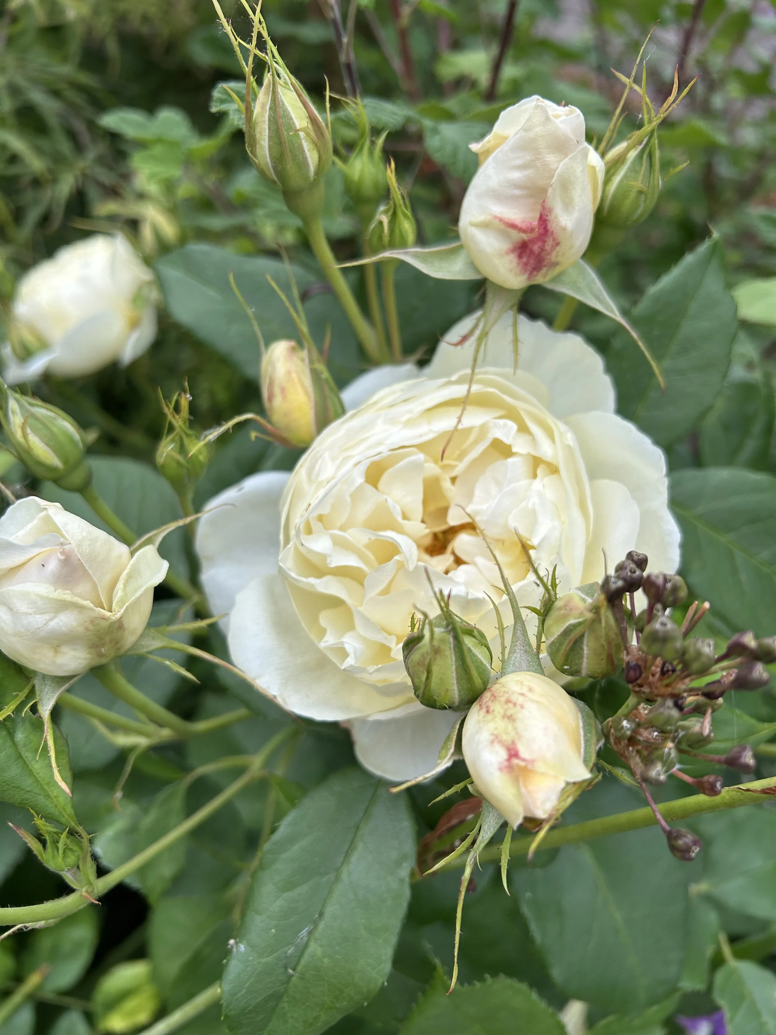 Close-up of a white rose with multiple buds and green leaves surrounding it.