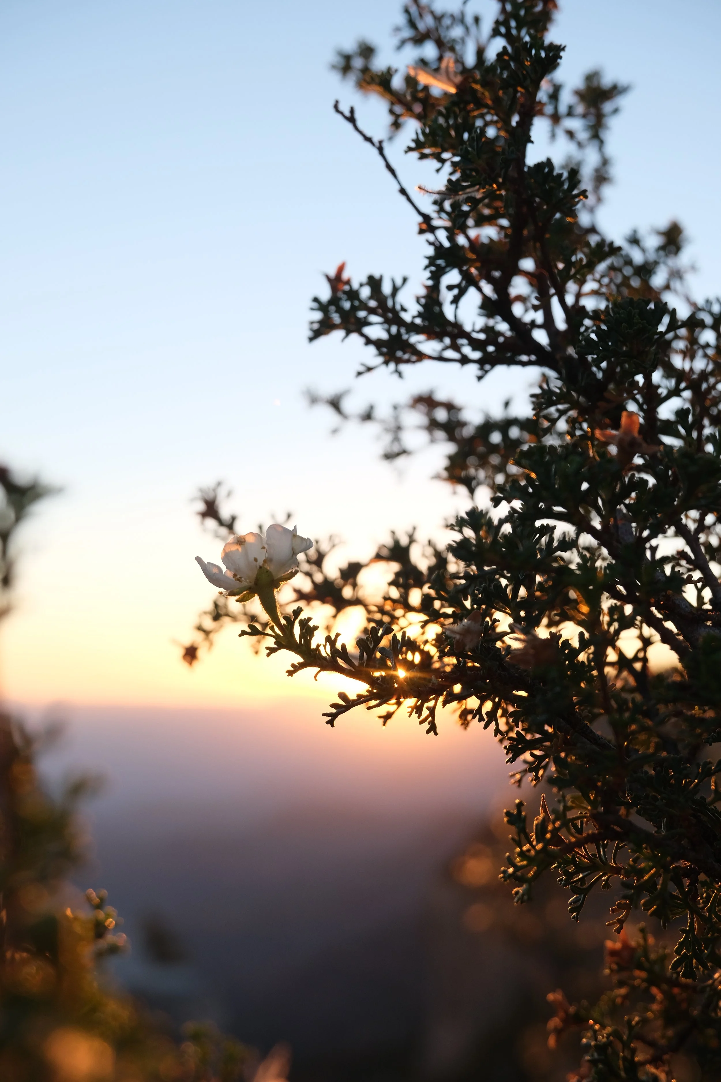 Close-up of a bush with a small white flower at sunset, with the sun near the horizon and a clear sky.