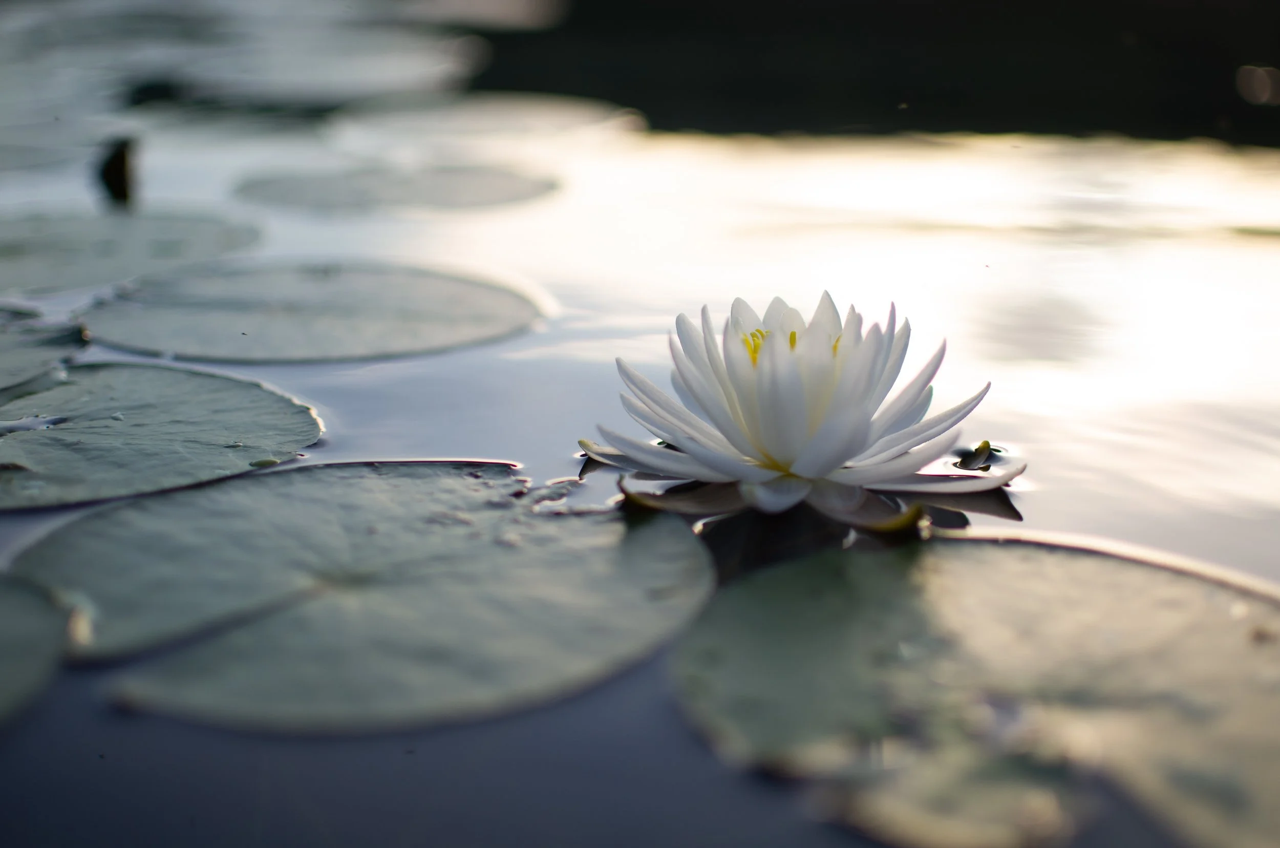 A white water lily floating on a pond with round lily pads, illuminated by sunlight.