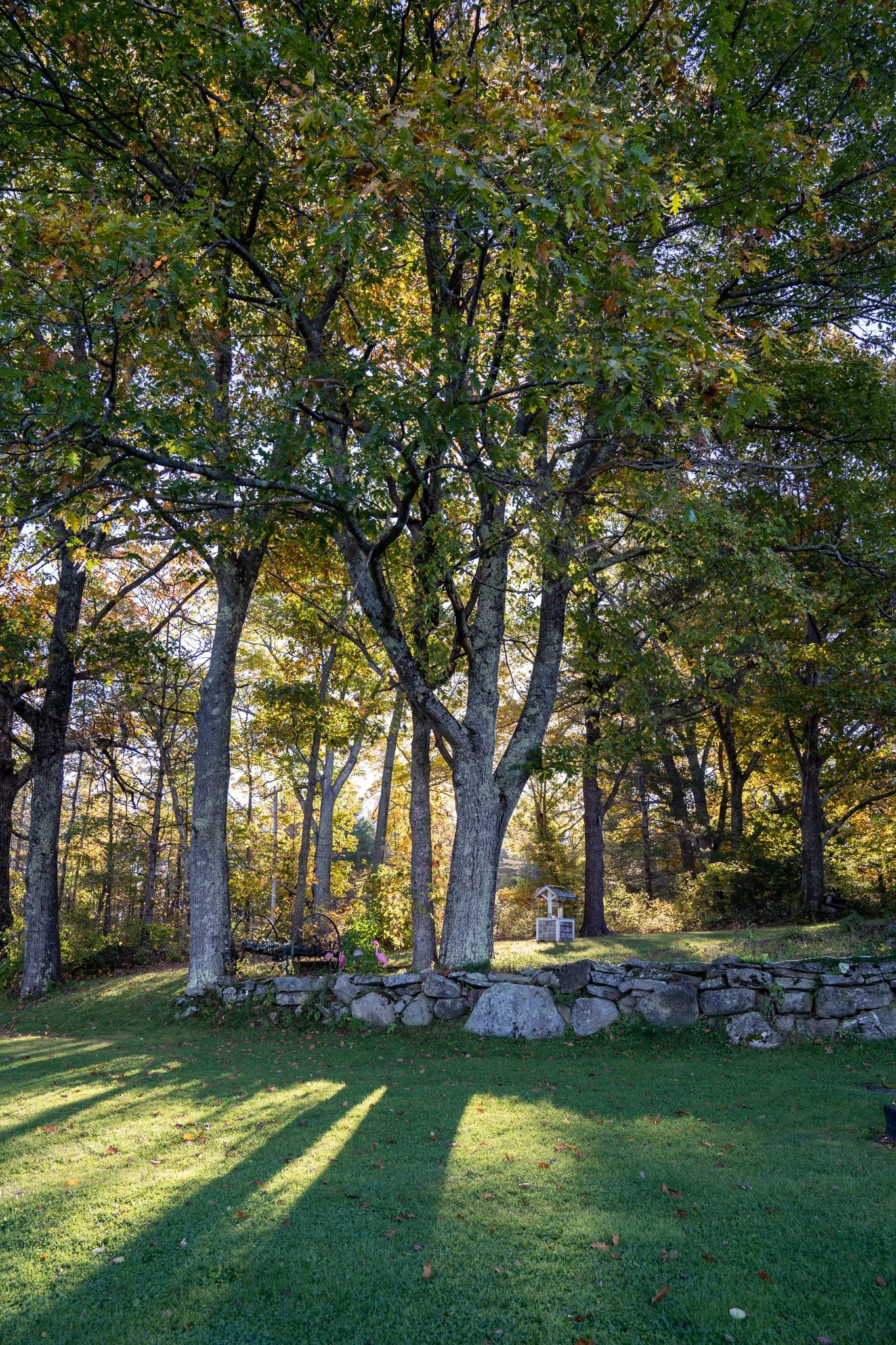 Sunlit backyard with three large trees and a grassy lawn with fallen leaves.