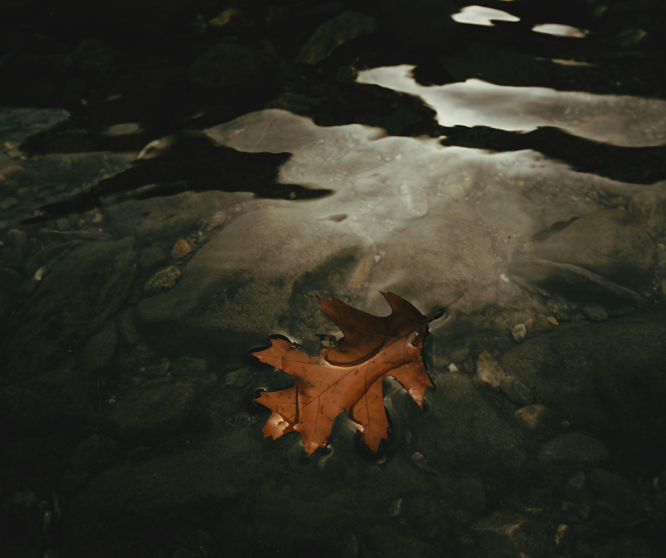 A single brown leaf floating on dark, still water, illustrating the ACT 'leaves on a stream' metaphor for managing sleep anxiety.