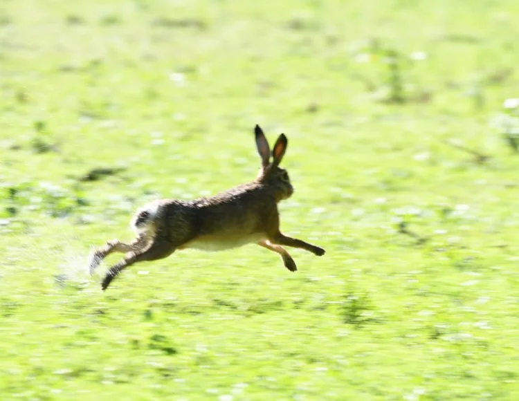 The 5 Trauma Responses: Fight, Flight, Freeze, Fawn, & Flop — Kirsten Noack