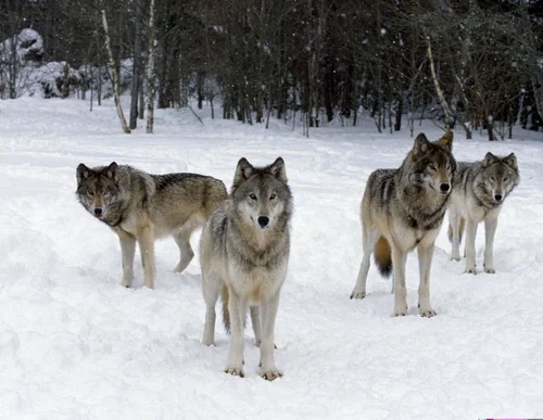 The 5 Trauma Responses: Fight, Flight, Freeze, Fawn, & Flop — Kirsten Noack