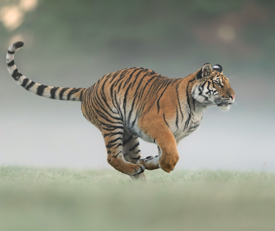 Tiger in mid-stride symbolizing the survival brain's role in sleep anxiety and ACT for insomnia therapy.