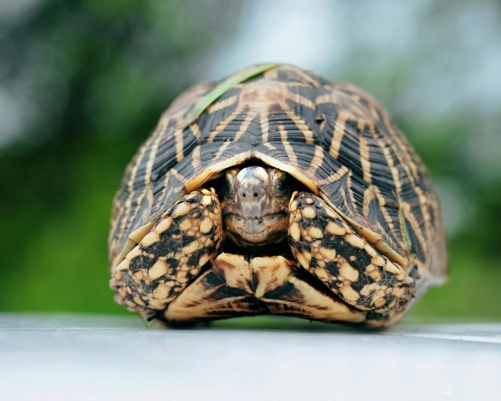 Shut Turtle CPTSD Collapse: Why Trauma Shutdown Looks Like Depression — Kirsten Noack