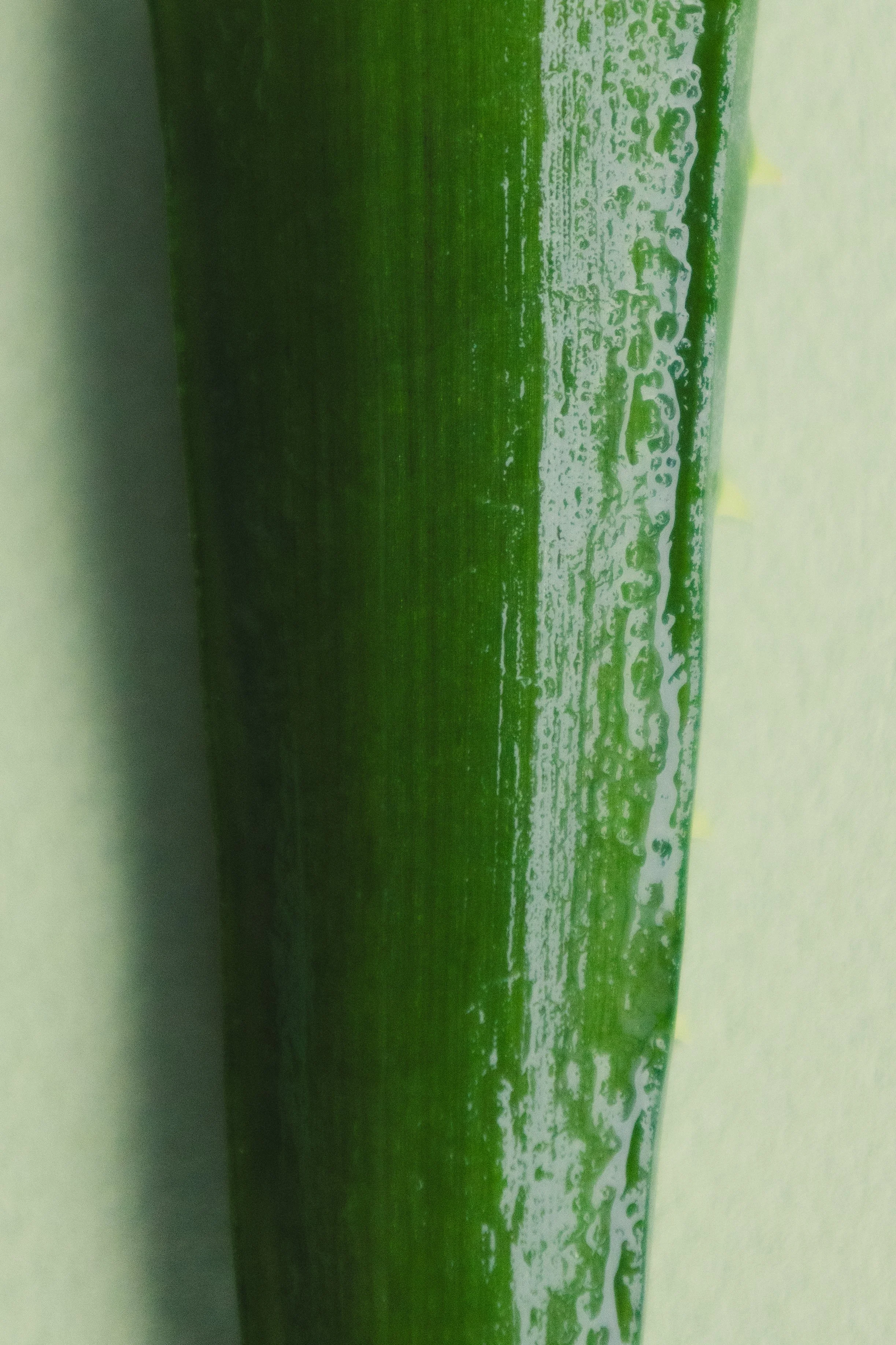 aloevera5.jpg