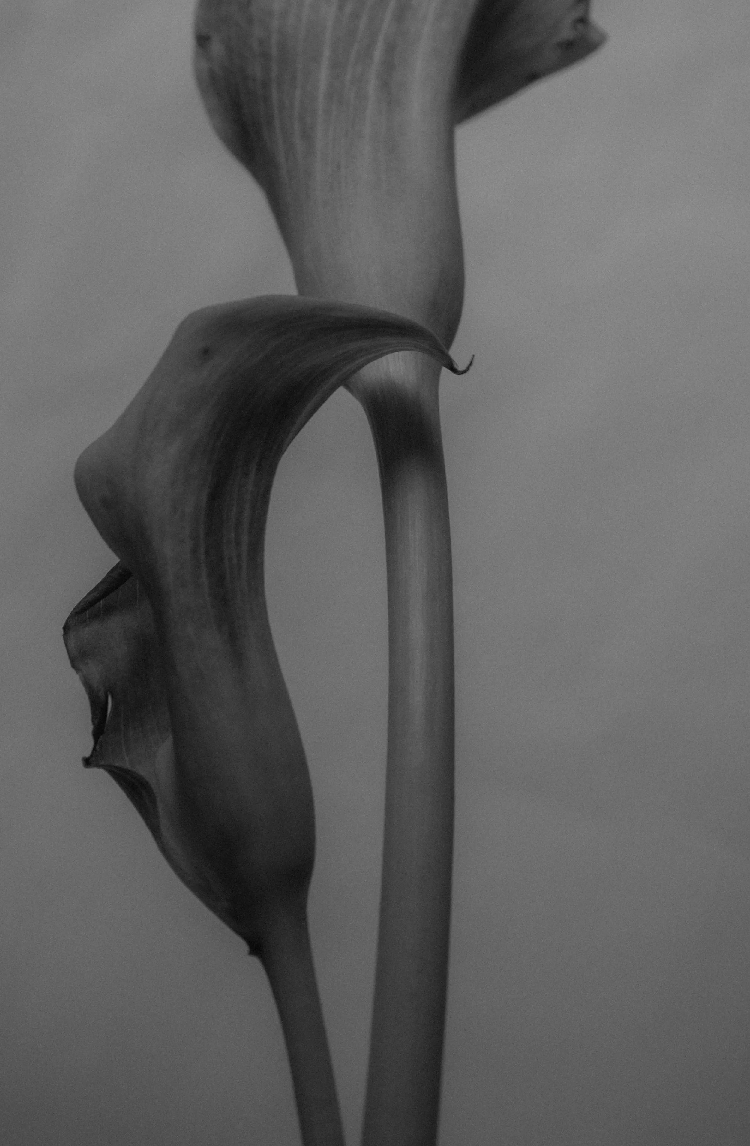 Bloem04.jpg