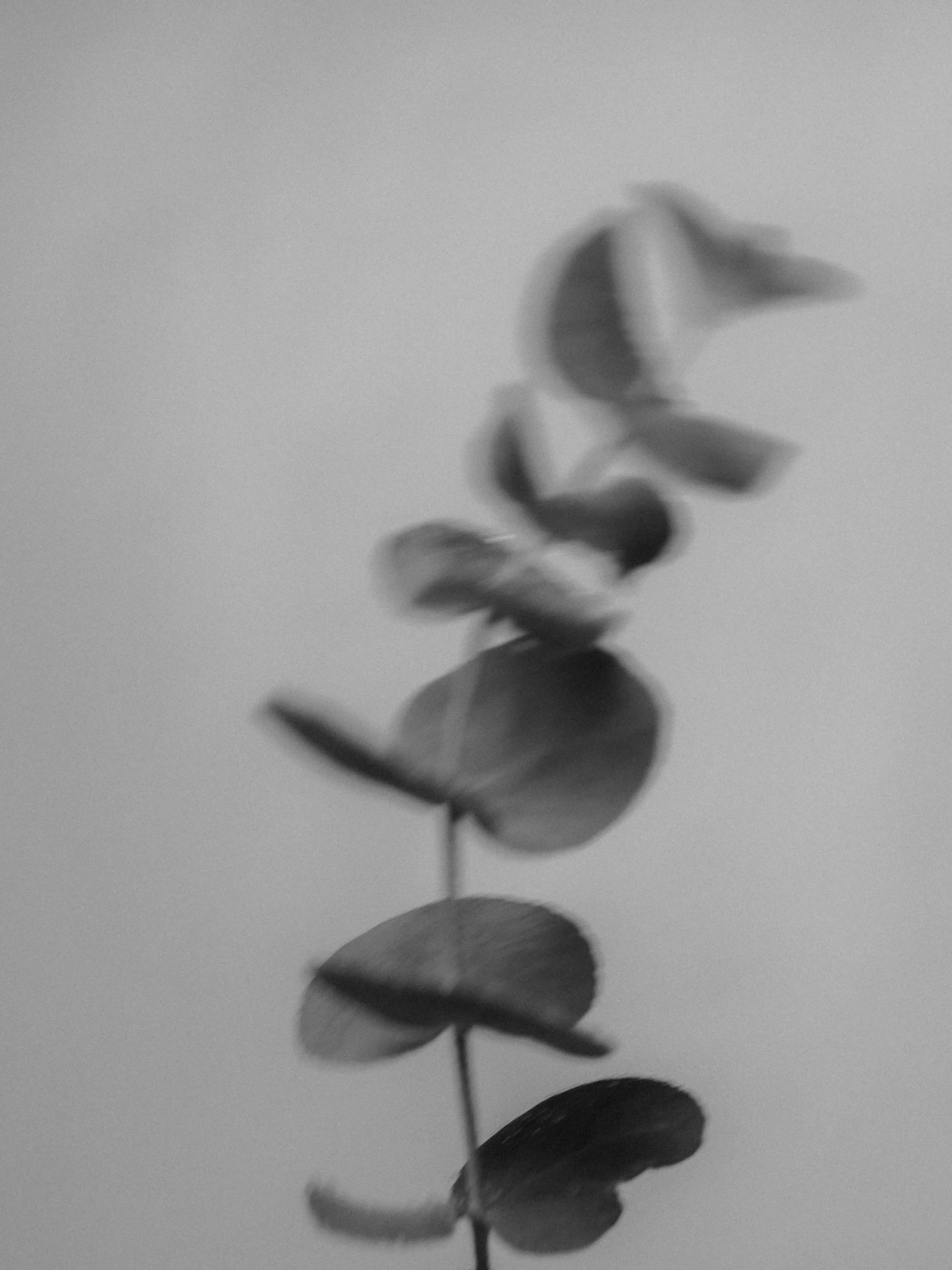 Eucalyptus06.jpg