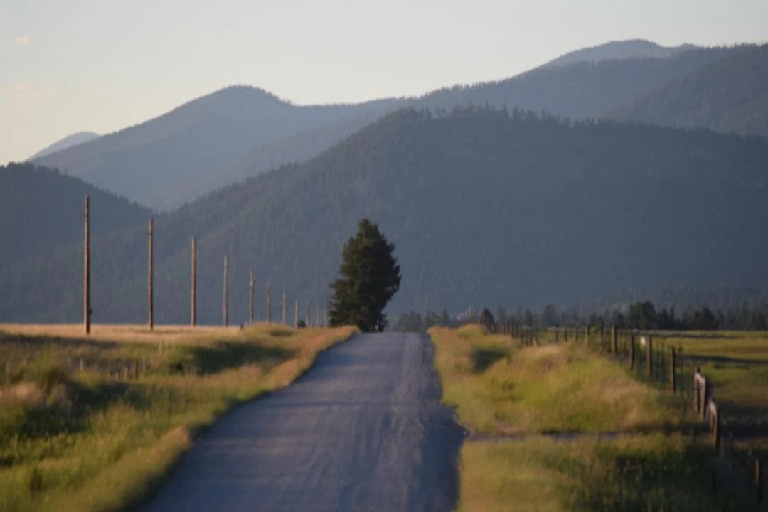 dirt road with pine tree and mountains in background