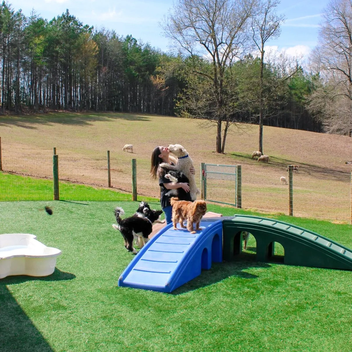 Red Barn Kennels Services — Red Barn Kennels