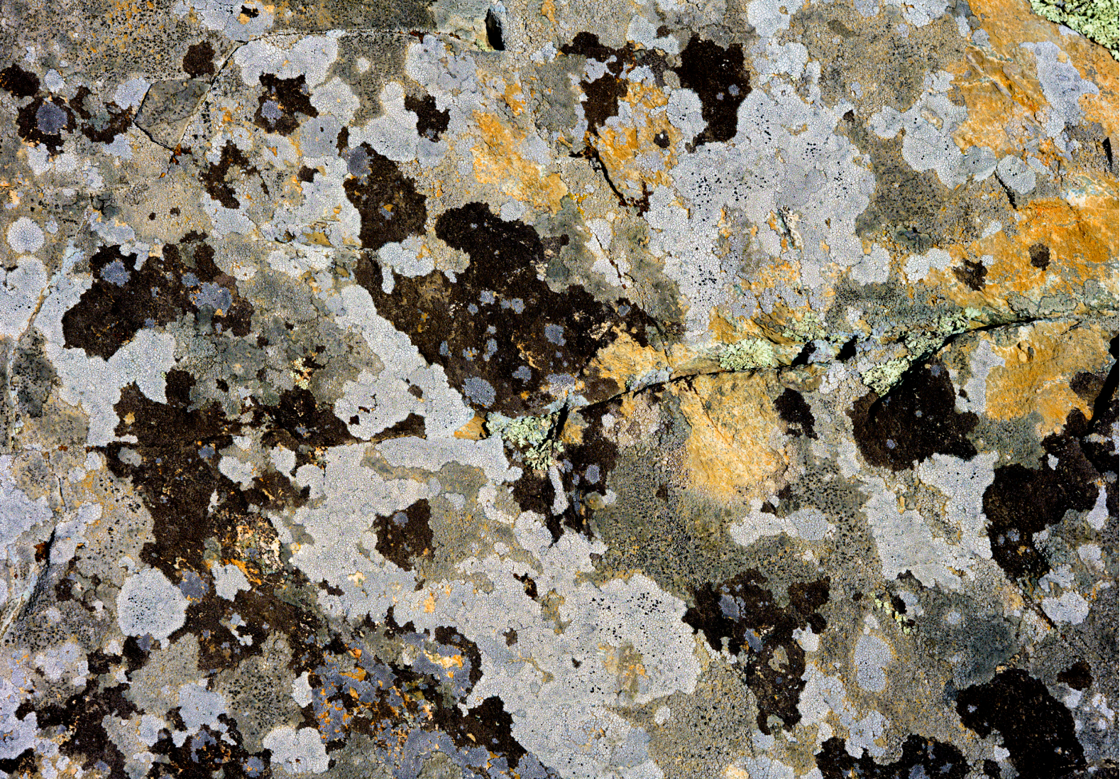 Speckled Stone2.png