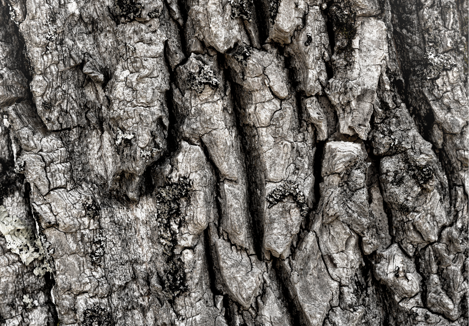 bark2.png