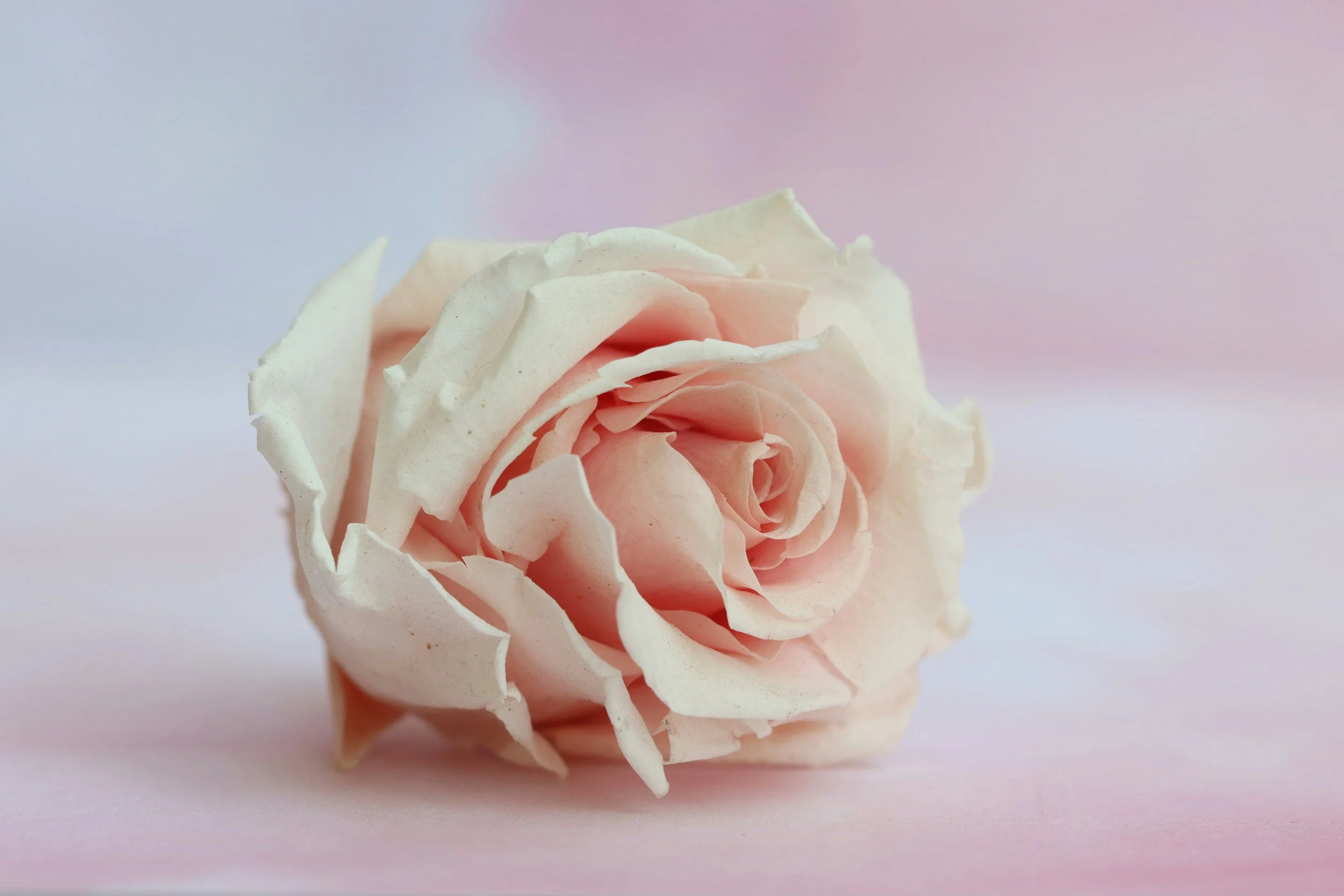 A soft pink rose with slightly curled petals resting on a light pink background.