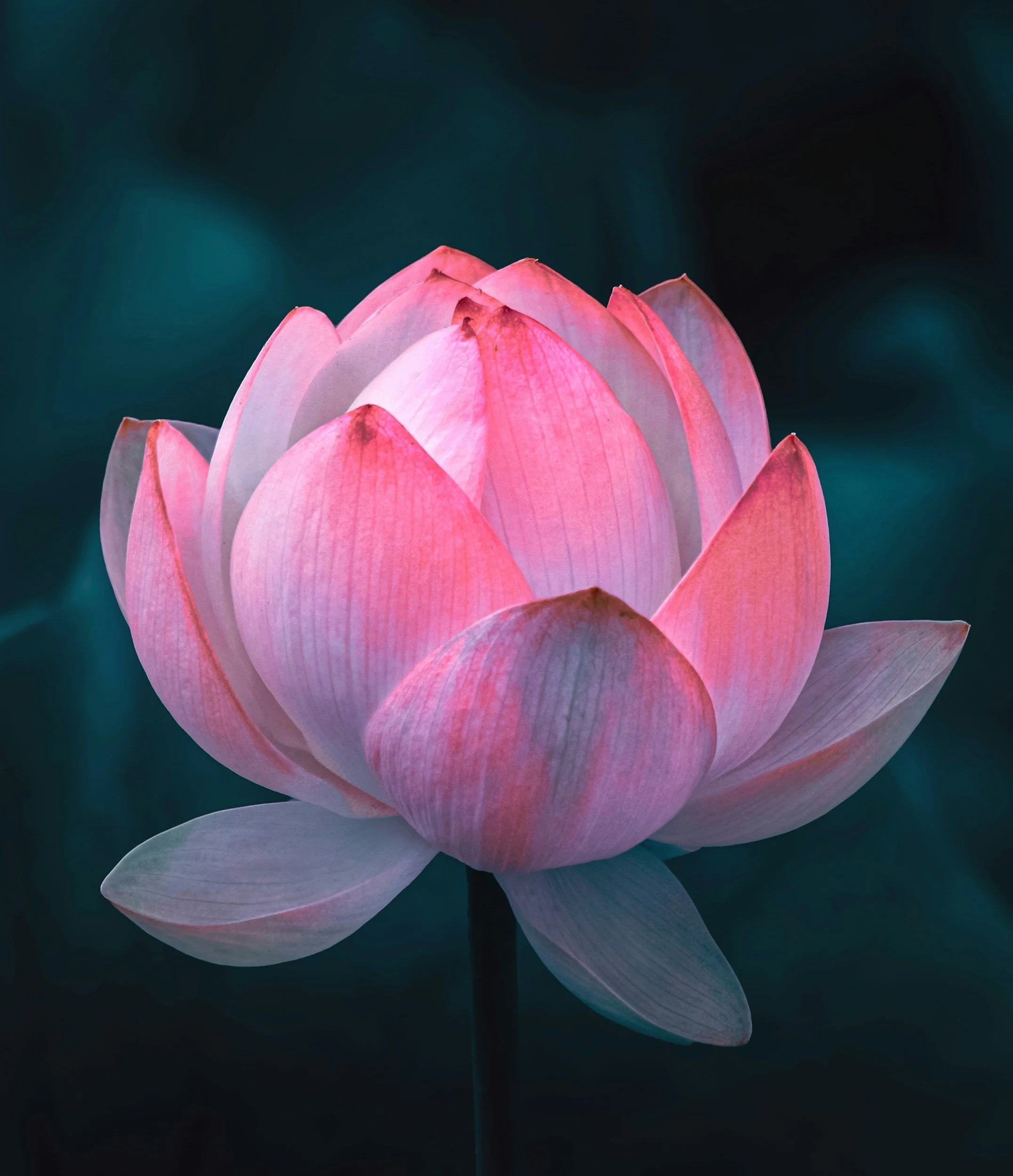 Close-up of a pink lotus flower floating on dark water background.