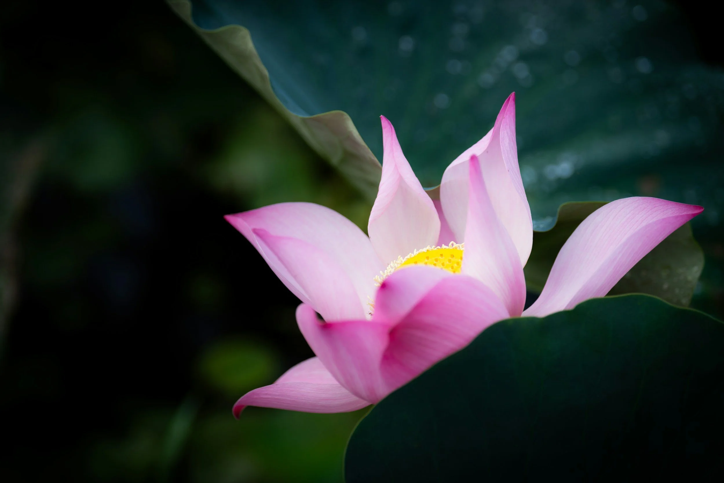 Close-up of a pink lotus flower with yellow center, partially obscured by large green leaves.