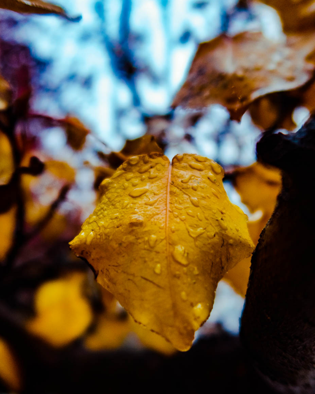 Let’s Talk about Gratitude