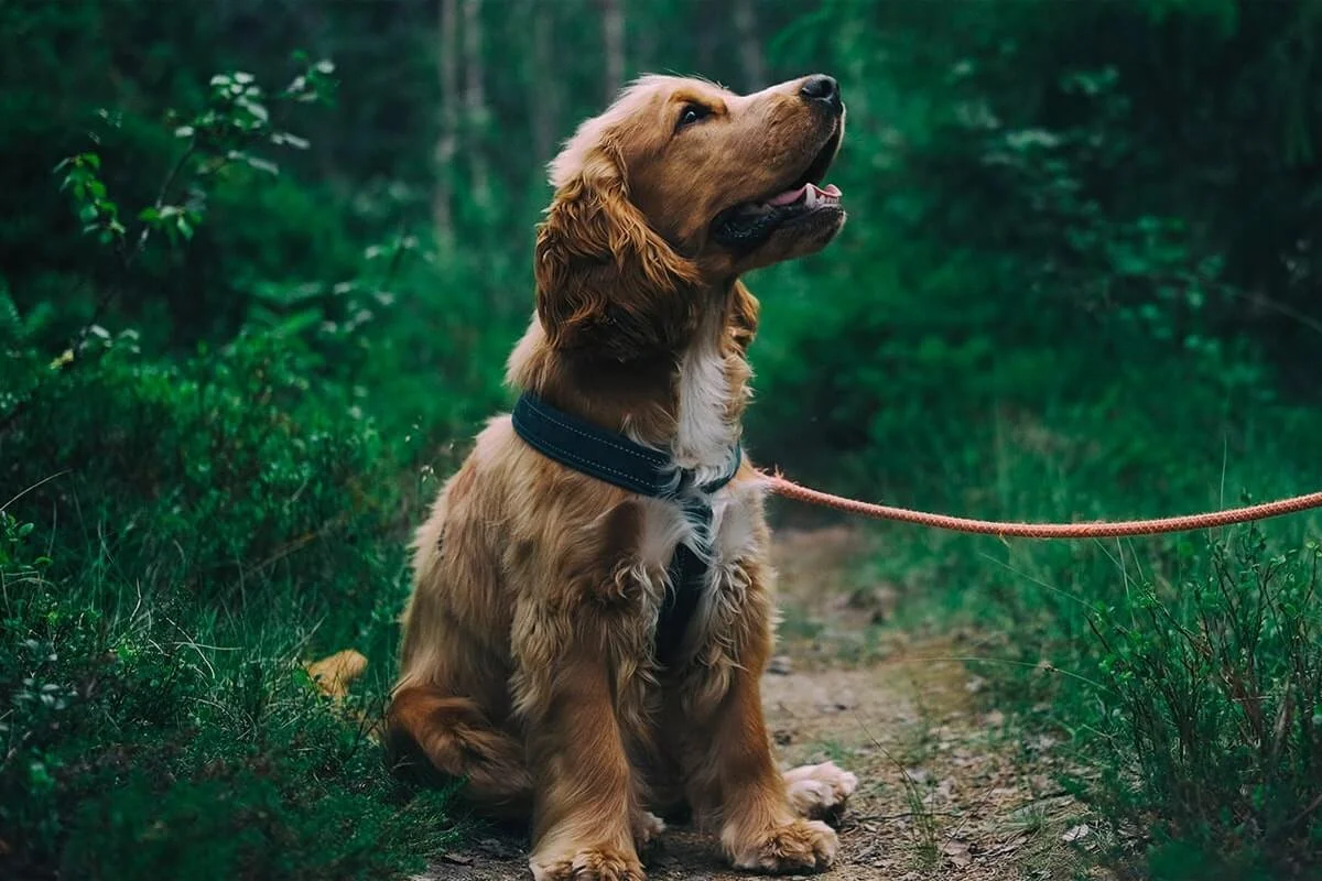 Dog Walking The Health Benefits of Walks with Your Dog — Medleys Mutts