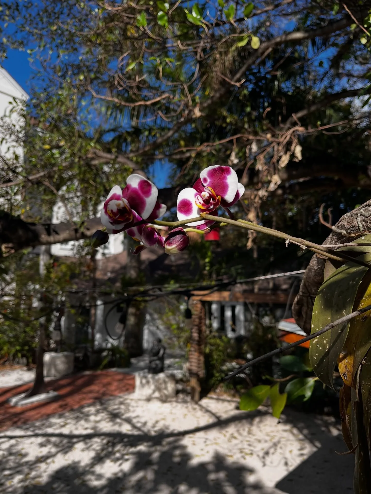 This is the first time we&rsquo;ve seen this kind of variegation in our orchids and aren&rsquo;t they absolutely stunning? This space never stops surprising us.