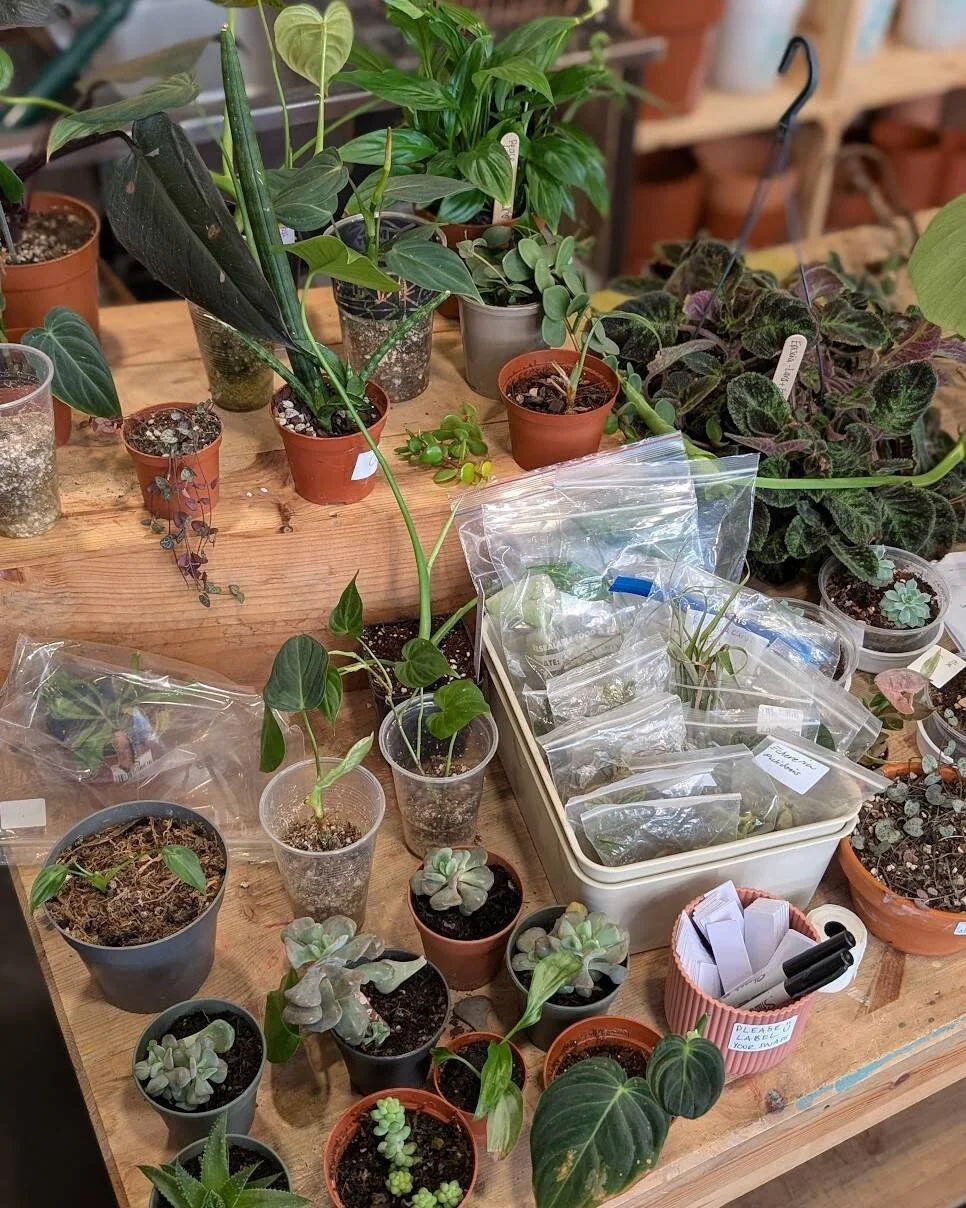 Plant Swap