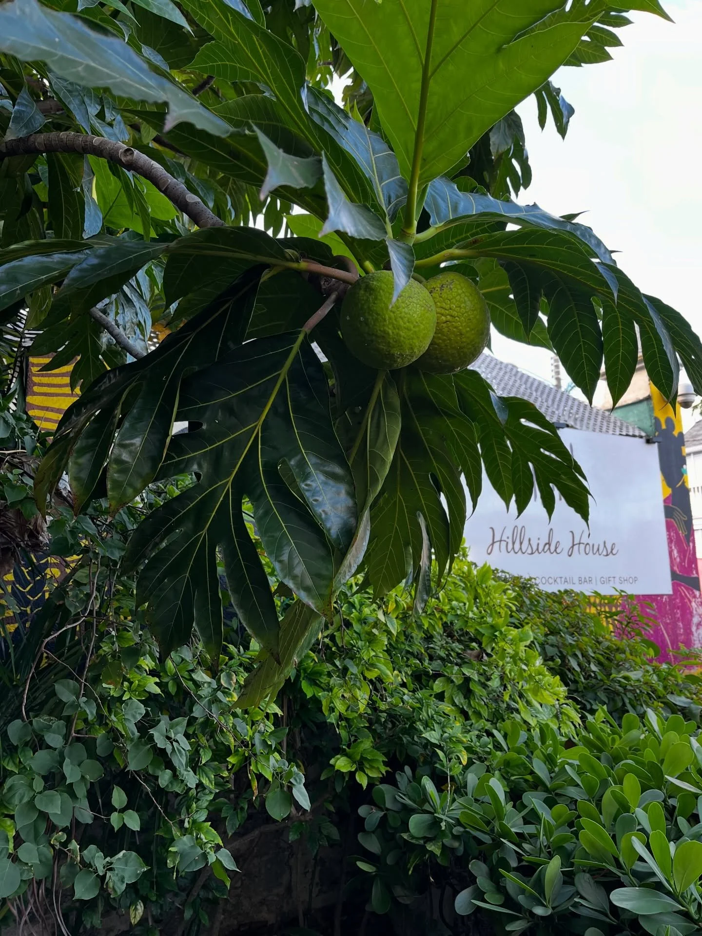 Our breadfruit tree stays working 🌿✨

Fun fact: one breadfruit tree can produce hundreds of fruits in a single season&mdash;talk about showing up and showing out 🍃🍈