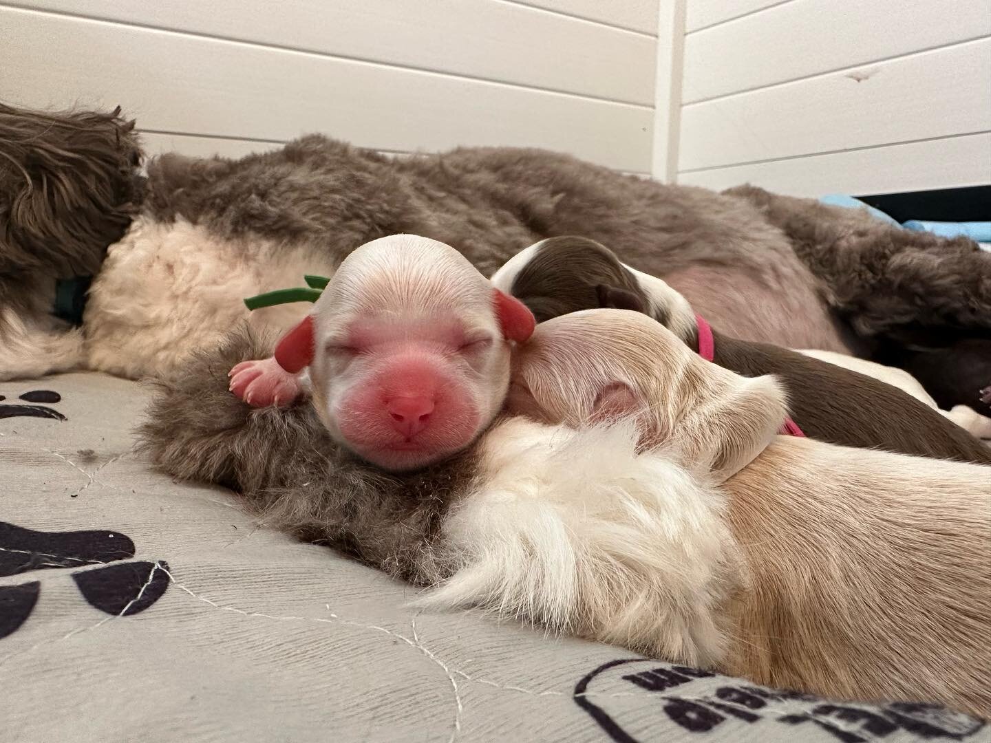 Yesterday was a big day! Momma Willow had her puppies. Everyone is doing well and settling in. Stay tuned for the announcement of the litters theme. It&rsquo;s one that is close to my heart! 🩷🩵 We do still have some availability for a pup from this