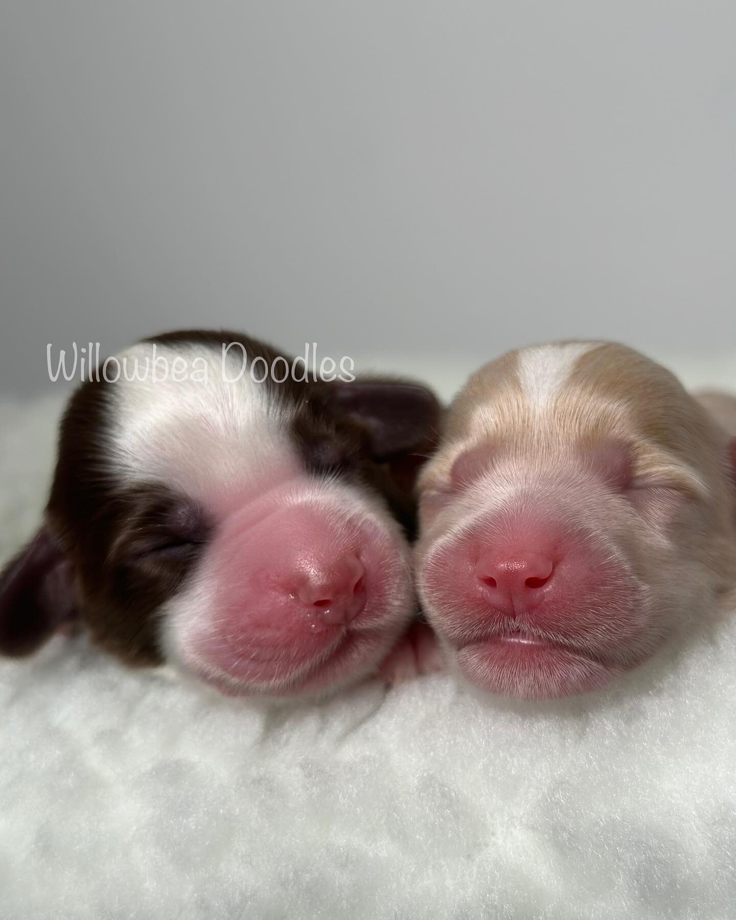 Sweetness x2! We do have a few spots left for this litter but they are going fast! Head to our website to fill out an application.  #willowbeadoodles #perfectpuppies #familydog #allergyfriendly #australianlabradoodles #therapydog #minnesotadoodles #p
