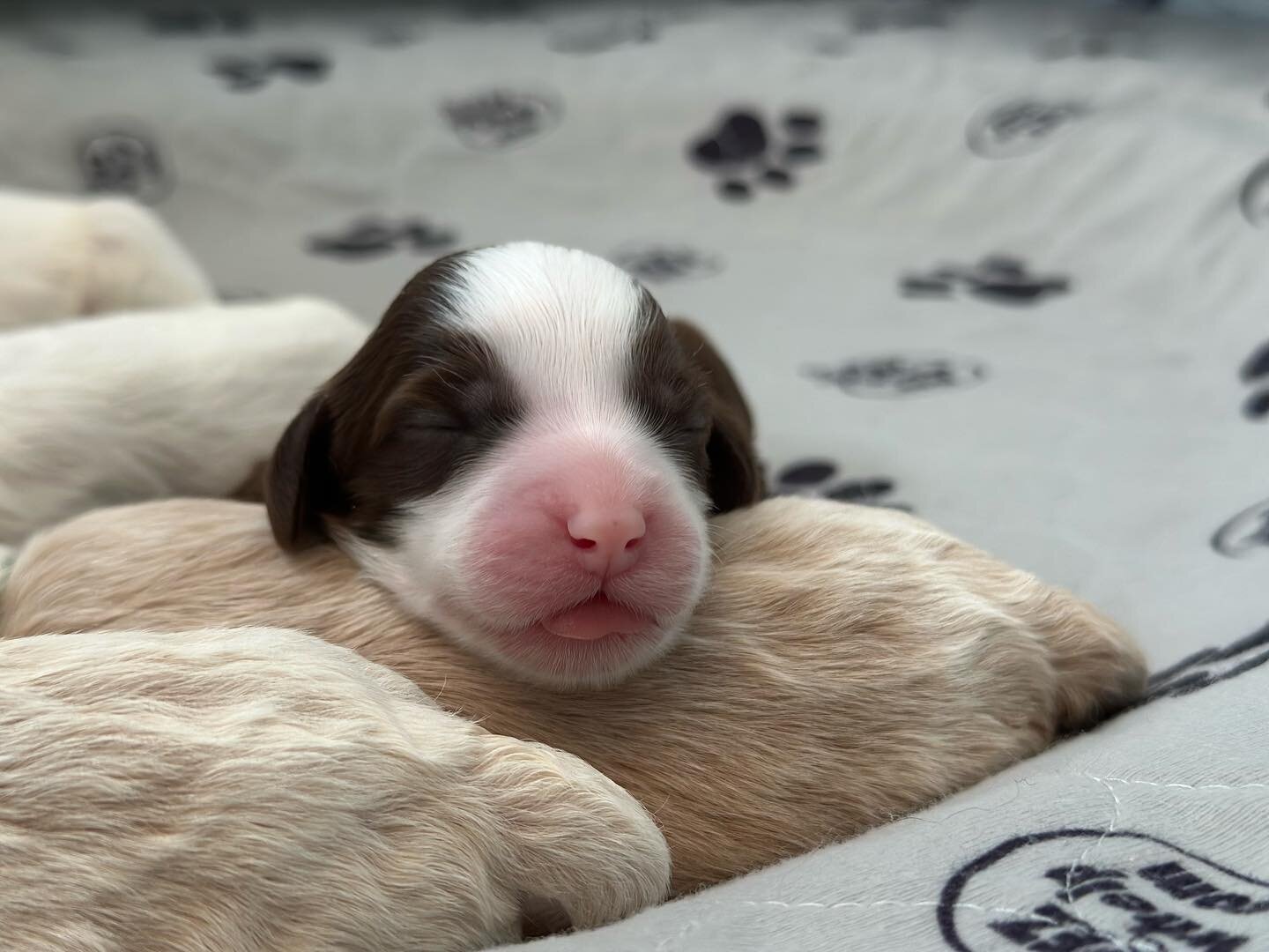 Good morning! It&rsquo;s tongue out Tuesday! Hope you all slept like a puppy. 🩷🩵 We have 4 spots left for this litter. They will be going home the first weekend of March. Local pickup in the Twin Cities area or hand delivered to you! Reach out for 