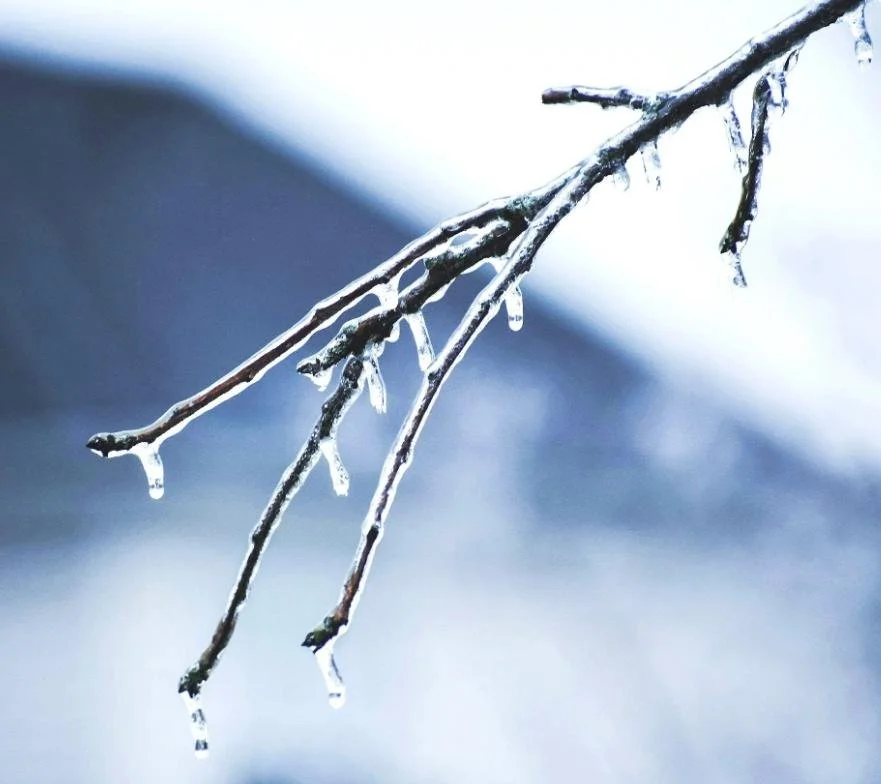 scented emotions A close-up of a thin tree branch with icicles hanging from it, set against a blurred winter background.