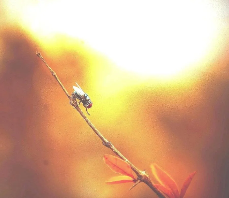 scented emotions Close-up of a tiny fly perched on a thin branch with reddish leaves, against a blurred, warm-colored summer background.