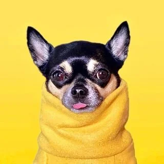 dolly_pawton-25c80bc4c0e023ea11ac32ee4d0423b1_hd.jpg