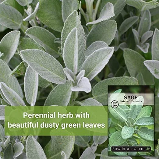 Sage Herb Botanical Aid for Memory Enhancement and Digestive Health