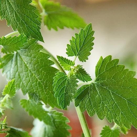 Catnip Benefits, Uses, and Side Effects — Medicinal Backyard