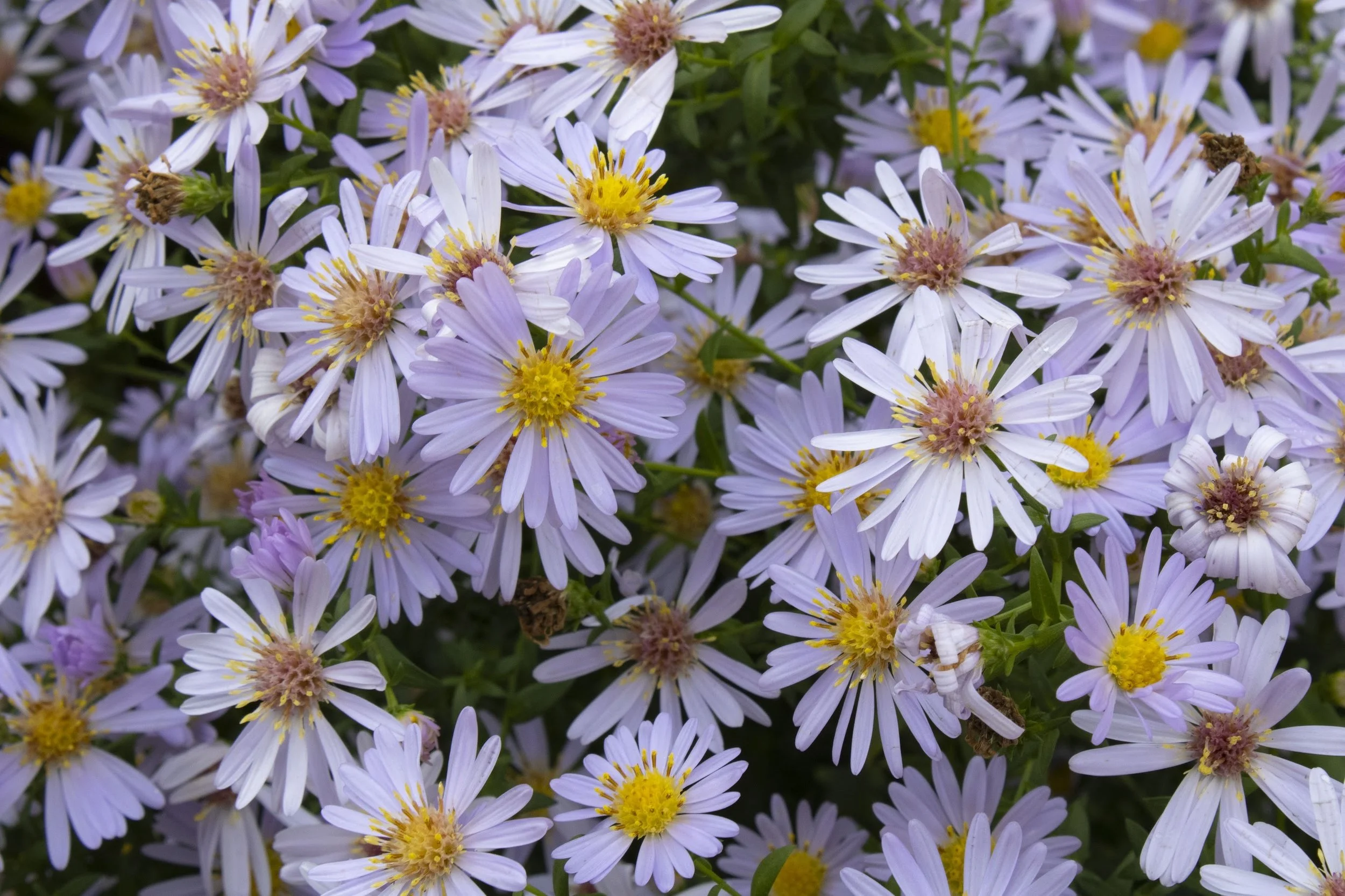 untitled, DSLR image, 2022