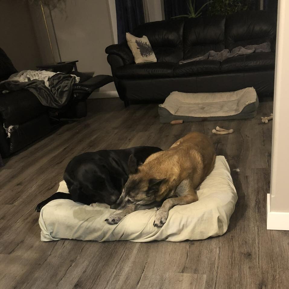Who needs 2 beds when you can just share one? 🥰 Raven (malinios) is not usually a very good sharer, lol, but nobody can resist Clown&rsquo;s charm. He&rsquo;s just such a loveable , easy going guy! 
#malinios #maliniosofinstagram #belgianmalinois #l