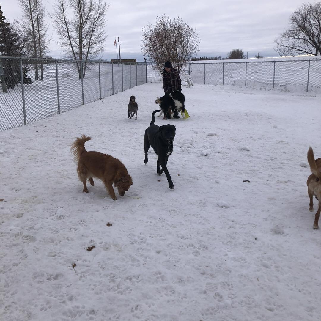 One of the most rewarding parts of our job is when we can help dogs who aren&rsquo;t sure about getting along with others. We love seeing them get more comfortable and having fun playing with everybody. 😃
#happydogslife #doggieplaytime #outsidewithd