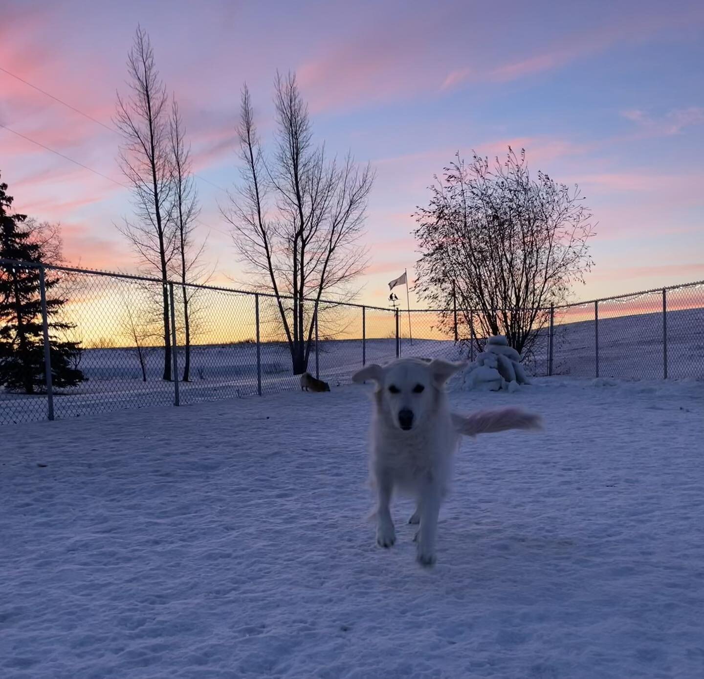 We&rsquo;ve had some beautiful skies the last few days. So, we thought &hellip;..&rdquo;how cool, the sky is so pink it&rsquo;s making Luna&rsquo;s tail look pink&rdquo; only to realize her tail actually is pink! 😆 How cute is that? 
#beautifuldogs 