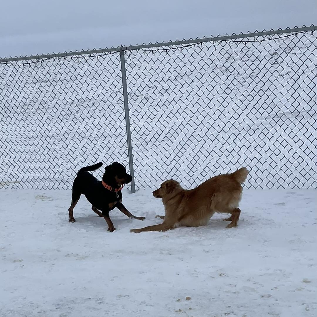 Happy Saturday! Hope you all survived the rain/sleet/snow/whatever it was that you got in your area this week! 😆 What an interesting winter we&rsquo;re having. 
#doggieplaytime #dogslife #dogboardingkennels #doggiefriends #dogboardinglife #dogshavin