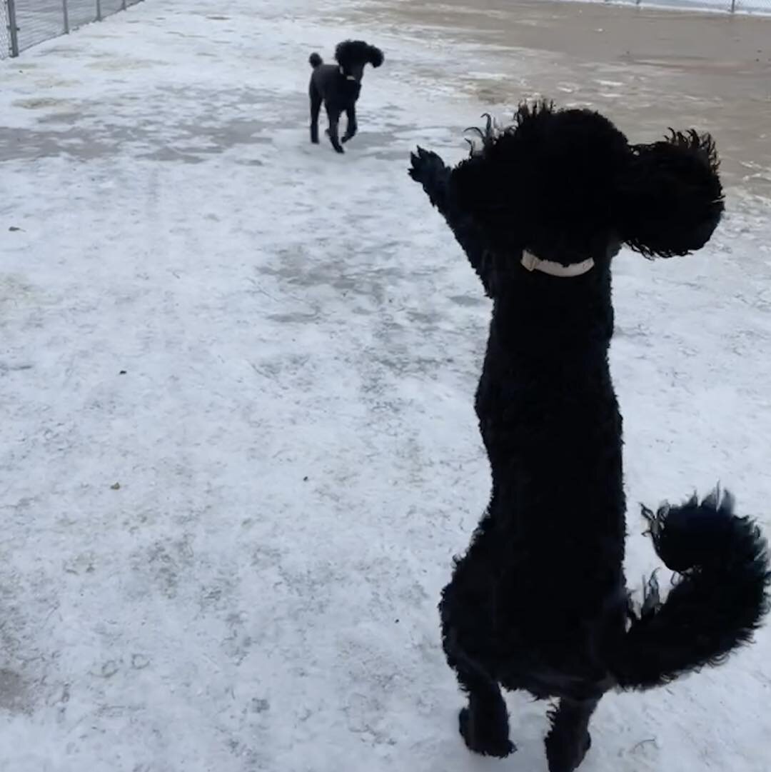 Someone is excited to be out for playtime! 🕺 😃 
#happydogsclub #dogshavingfun #doggieplaytime #poodlesofinstagram #poodle #standardpoodlesofinstagram #standardpoodle #standardpoodles #outsidewithdogs #doggiefriends #dogboardinglife