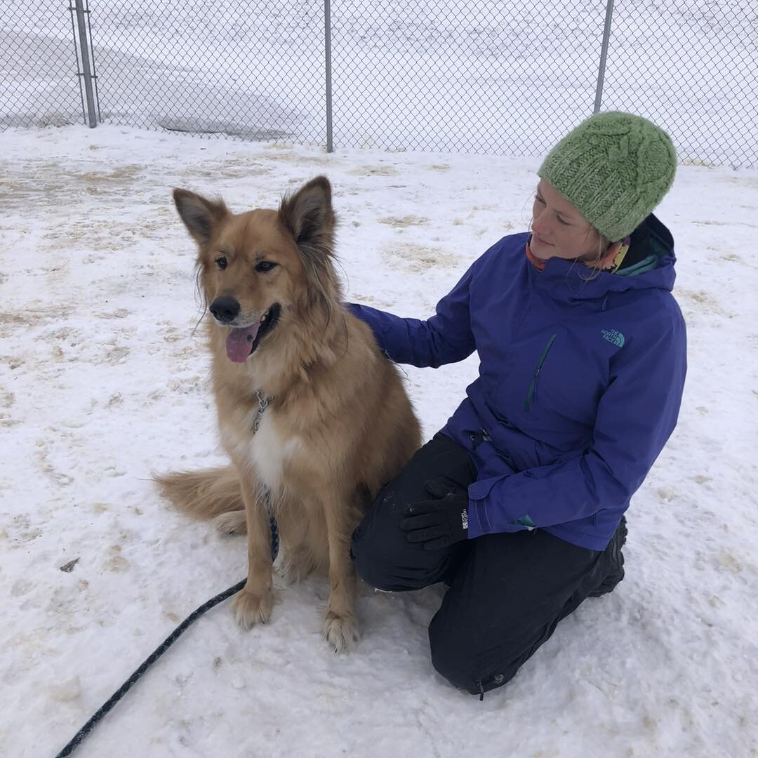 Training is always part of our daily routine here. It&rsquo;s so rewarding when we can help dogs be their best selves! ⭐️🥰
#outsidewithdogs #happydogslife #socializingdogs #dogboardinglife #dogtrainingisfun #dogtraining #bestdogtraining #happydogsha