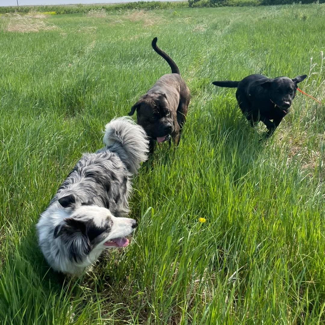 There&rsquo;s just nothing like a good romp in the grass! Fun times! 😃 
#dogtrainingisfun #dogs #dogsrunning #happydogs #happydogsworld #dogsoutside