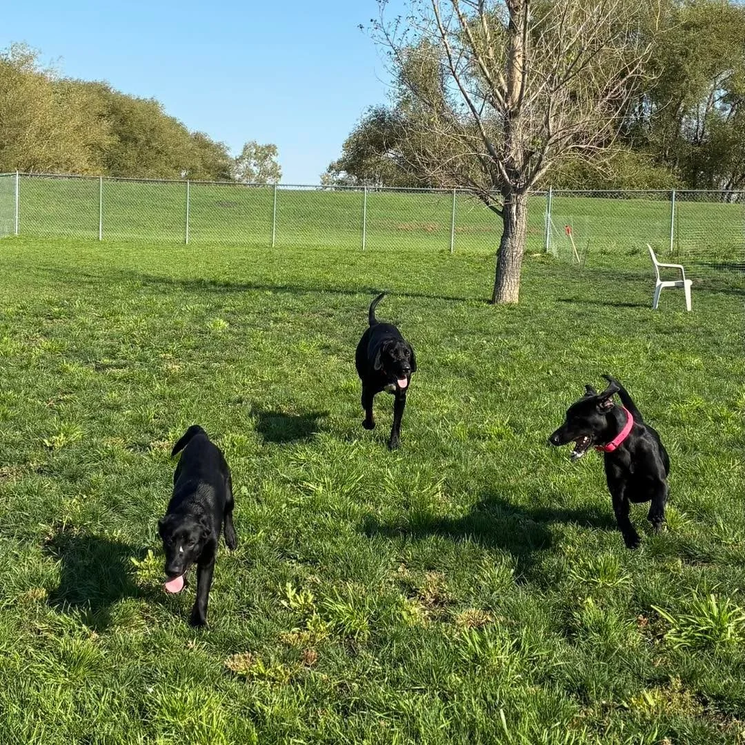 What a perfect summer day! Enjoy them while we can! ☀️ 
#summerdays❤️ #outwithdogs #DoggiePlaytime #cutedogsclub #happydogsclub #doggieplaytime #happydogslife #happydogs #bestdogboarding #bestdogboardingkennel #boardingdogs #boardingdogs🏡🐕