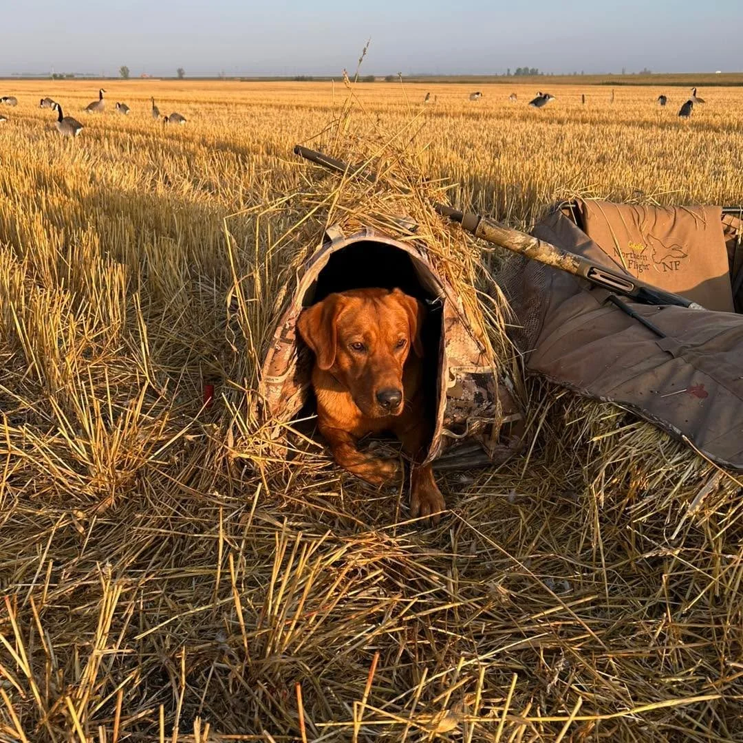 Got the hunting season rolling with a couple of great hunts the last few days! So nice to see the dogs working, the birds coming in and good people to hunt with. 
#birdhunting #birdhuntingseason #birdhuntingdogs #birdhuntinglife #waterfowlhunting #wa