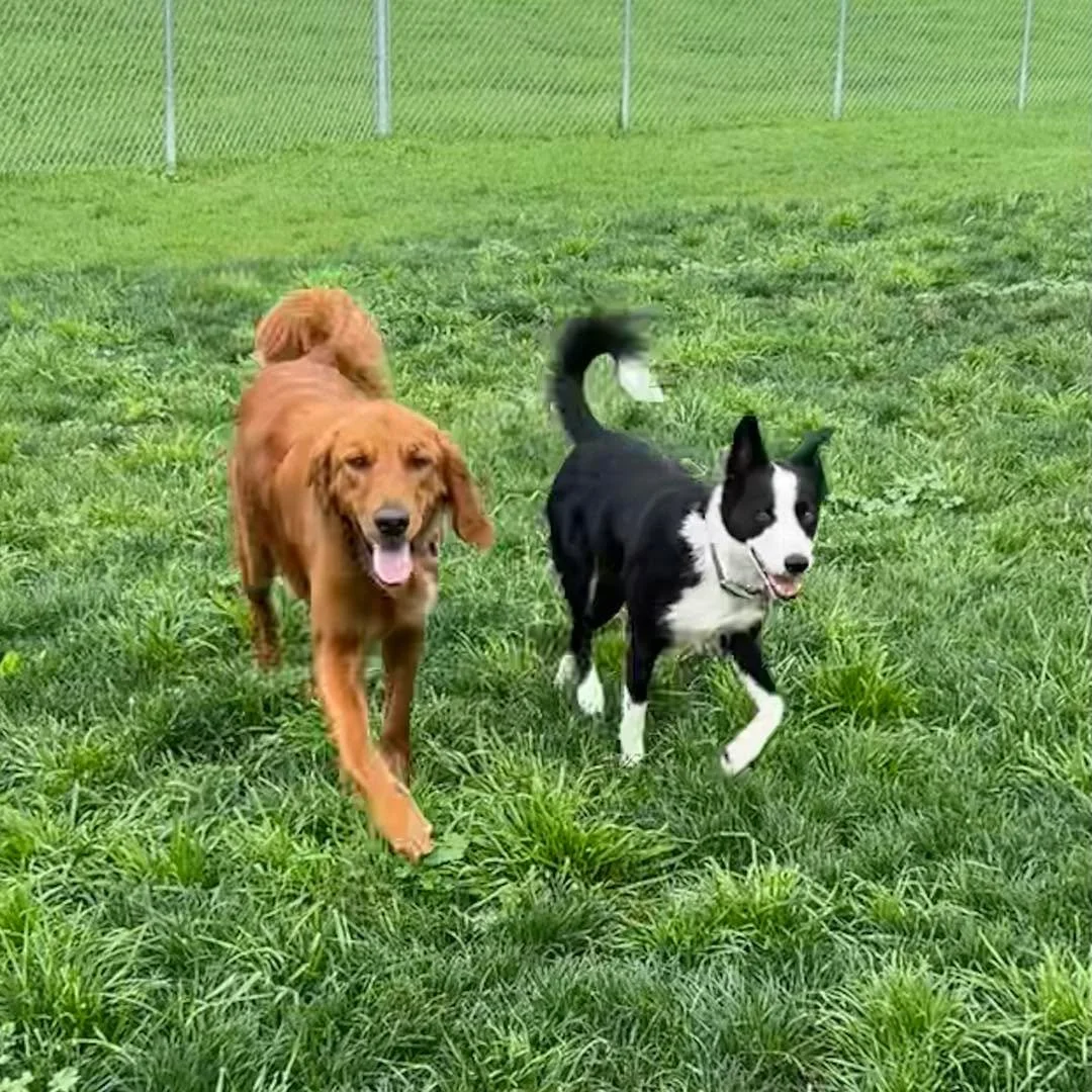 Hope you&rsquo;re having a great Sunday! Beautiful day here! 😊
#doggieplaytime #happydogslife #boardingdogs🏡🐕 #happydogsclub #cutedogsclub #bestdogboarding