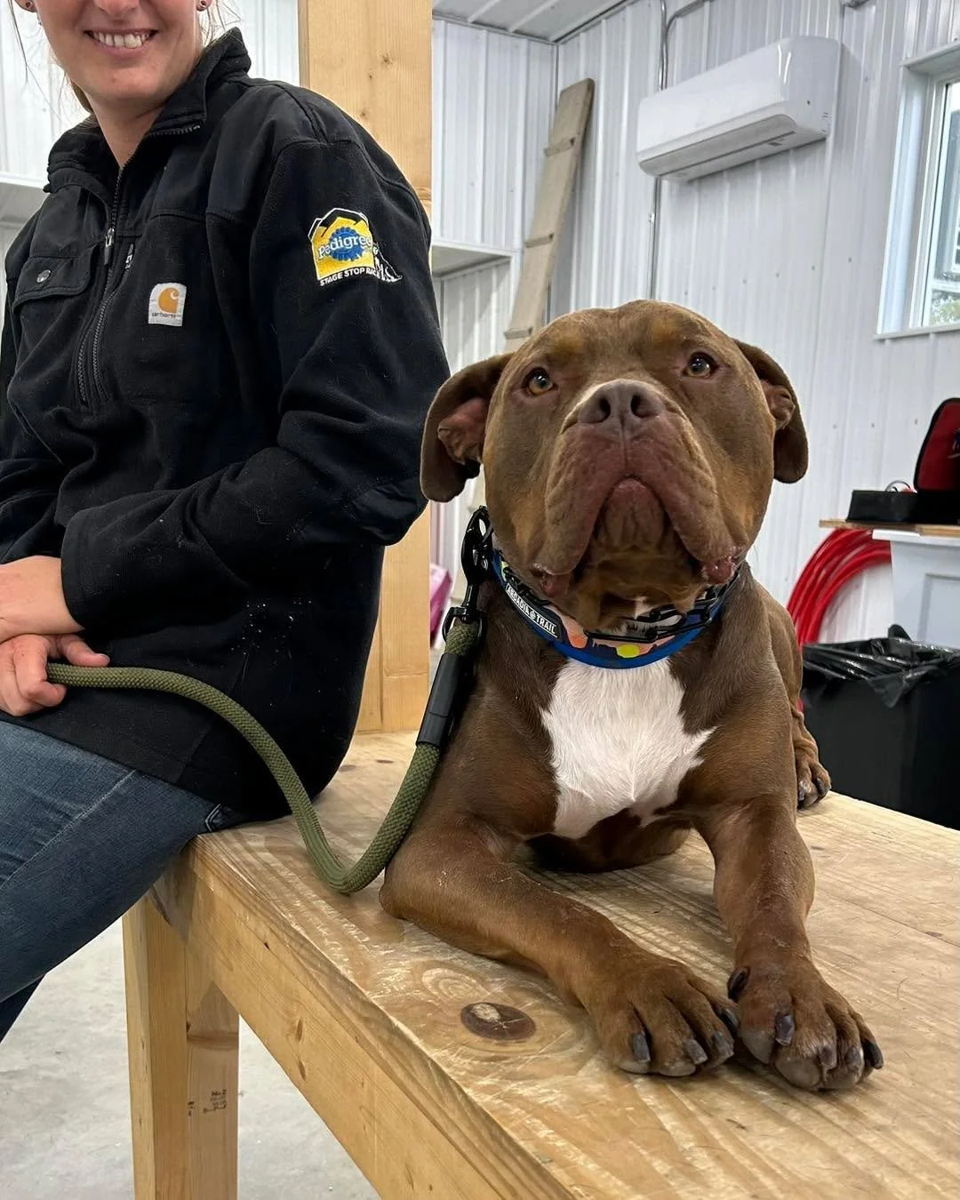 Training! When you see things click in a dog&rsquo;s brain and they get it, when all the little pieces come together and progress is made, it&rsquo;s just so rewarding! Getting your dogs focus and attention is where it all starts. 
#training #dogtrai