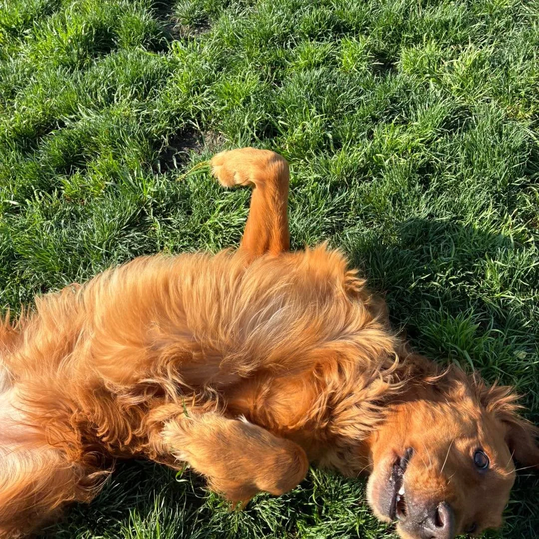 Sometimes you just need a good roll in the grass. 😁
#dogs #dogsrollingingrass #dogsrollingaround