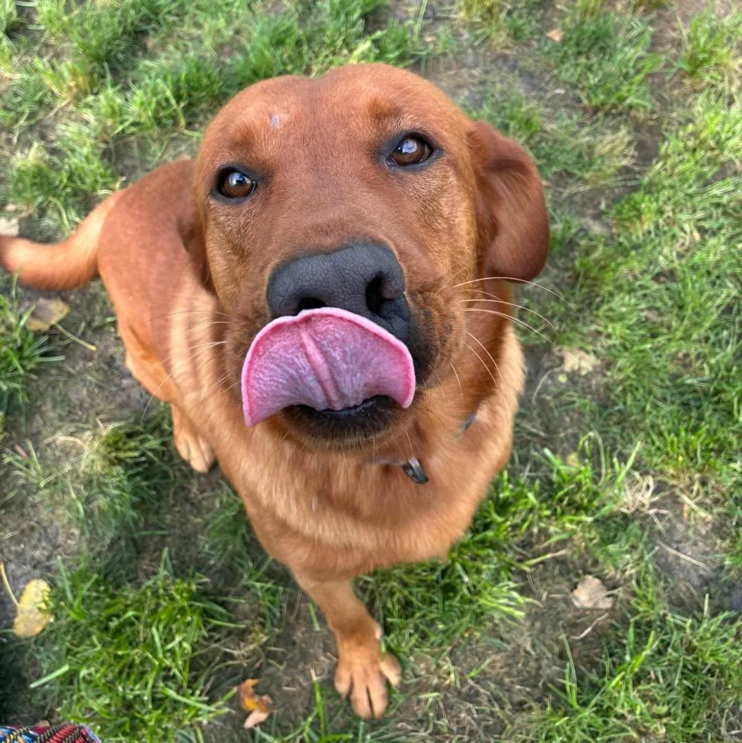 It&rsquo;s not Tongue Out Tuesday, but we think this is pretty impressive so we decided to share it anyway! 😛 
#tongueouttuesdays #tongueouttuesdays👅