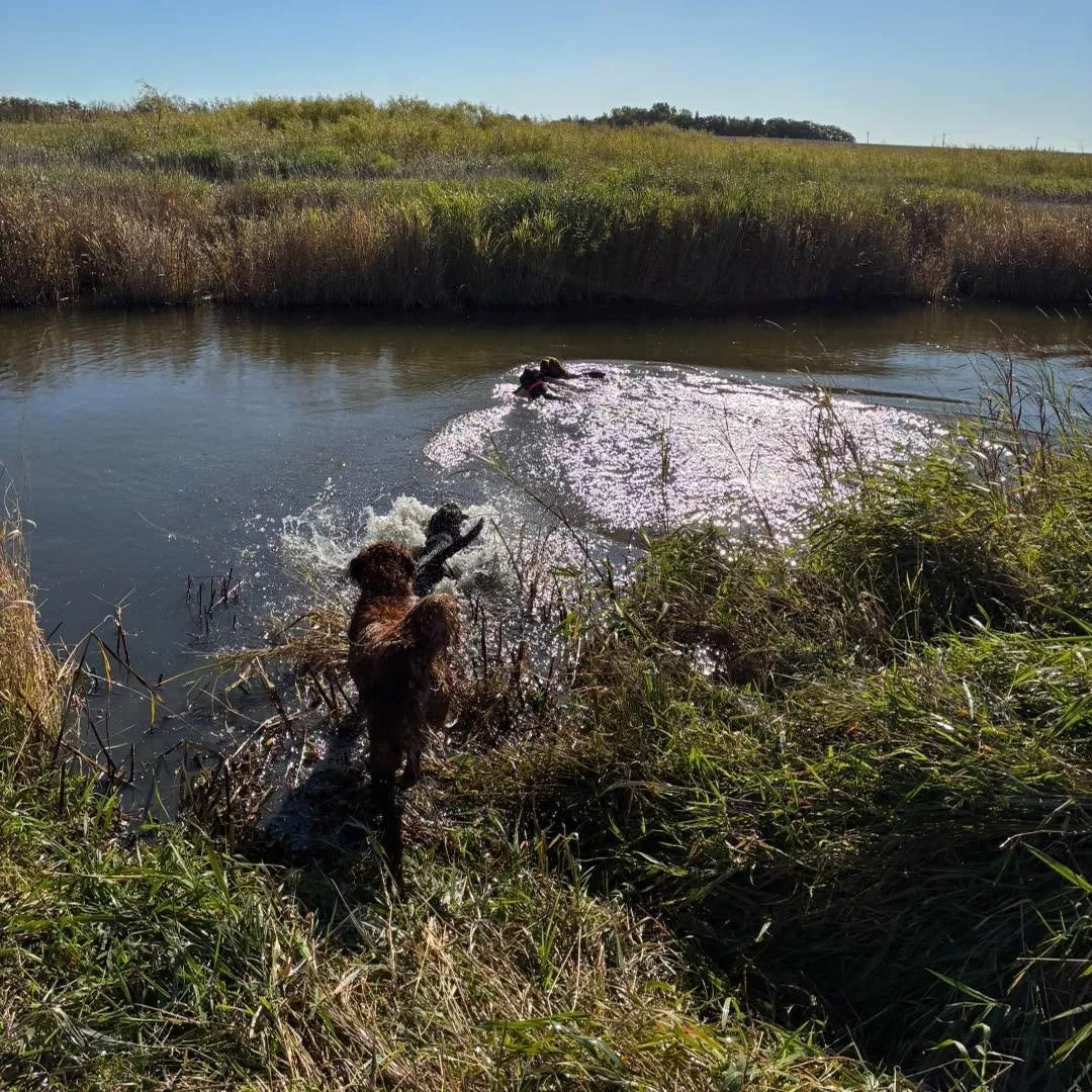 Some of the crew out for a swim! Great exercise and so much fun. Gotta catch the last few hot days while we can. 😁 ☀️ 
#dogsswimming #dogsswim #outdoorfunfordog #swimmingdogs #swimmingdogsfun