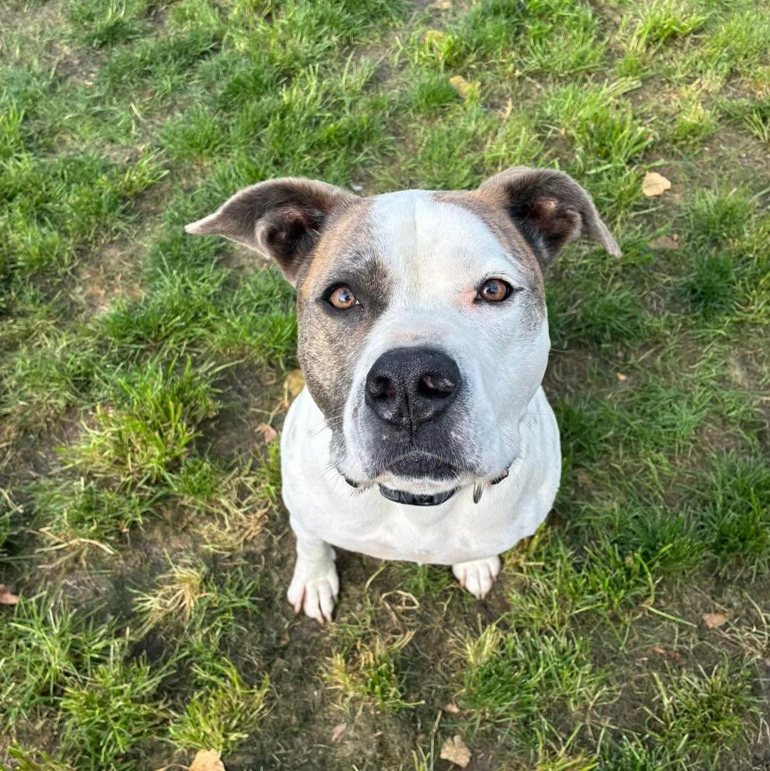 Good morning! 😃 🐶 
#happydogs #doggieplaytime #bestdogboarding #cutedogsclub #boardingdogs #happydogsclub #happydogslife #goodmorning #goodmorningworld