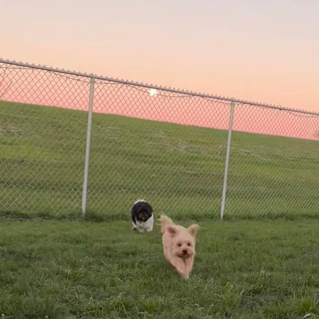 What a beautiful morning it was! Sure hope you were up early enough to see that moon! 🌕 
#morningdogswalk #morningdogslife #beautifulmorningview #morningswithdogsarebetter #morningswithdogs #happydoglife #happydogslife #morning #MorningPlaytime #mor